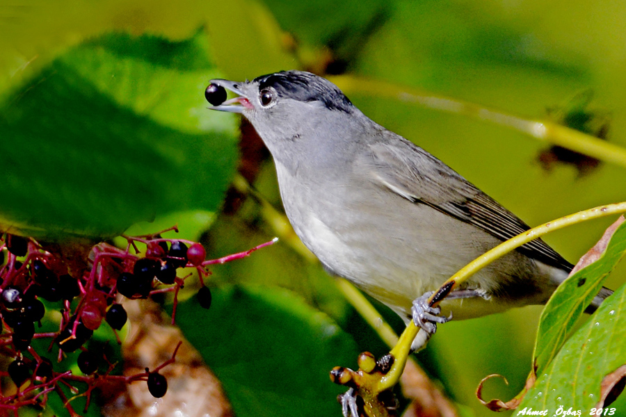 Eurasian Blackcap