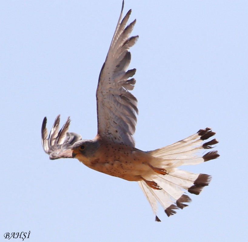 Lesser Kestrel