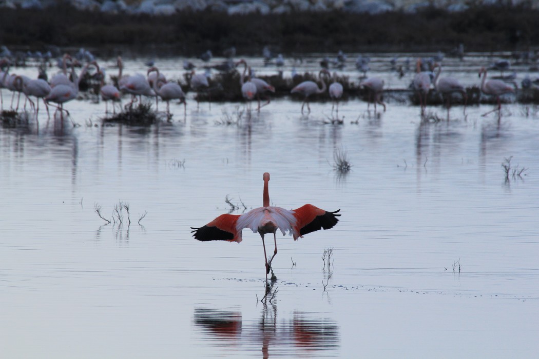 Greater Flamingo