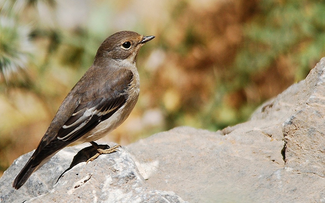 European Pied Flycatcher