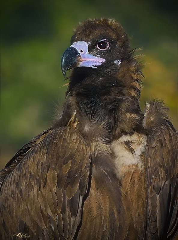 Kara Akbaba