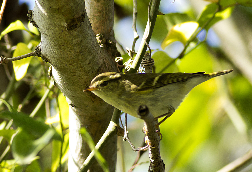 Yellow-browed Warbler