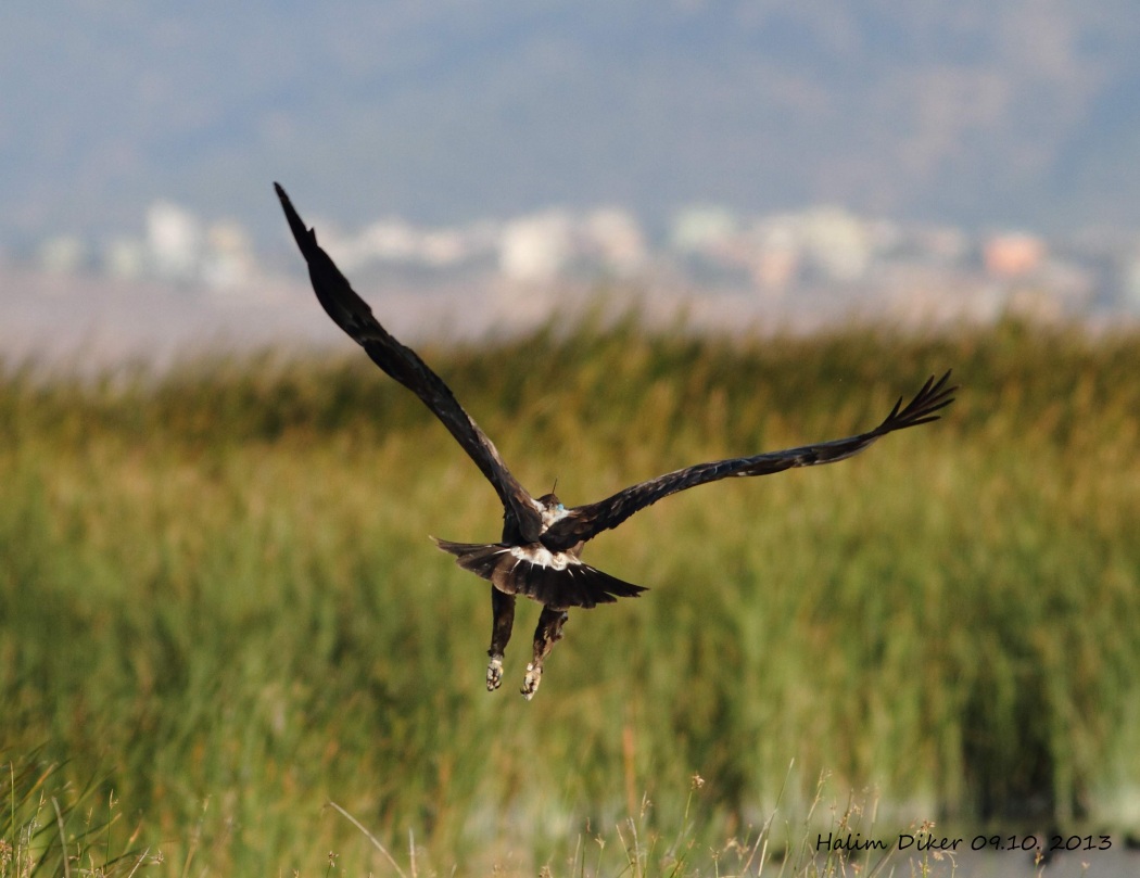 Greater Spotted Eagle