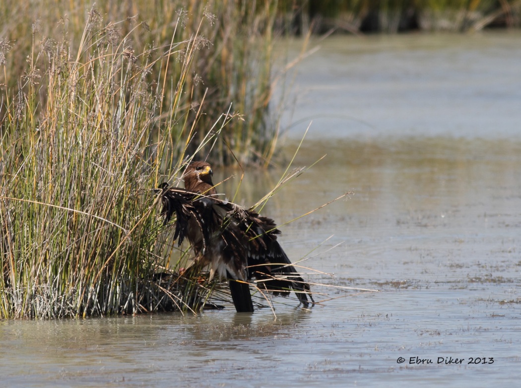 Greater Spotted Eagle