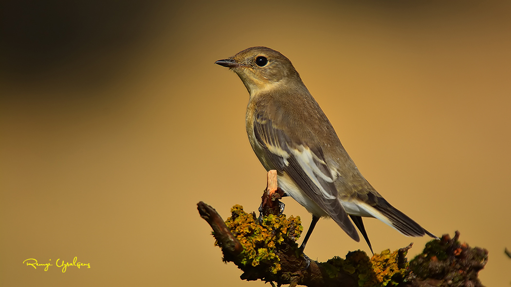 European Pied Flycatcher