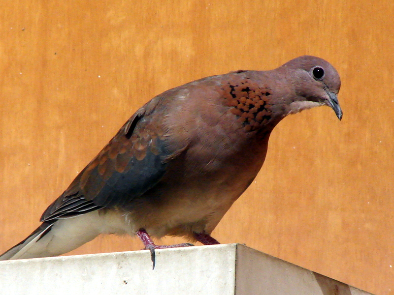 Küçük Kumru