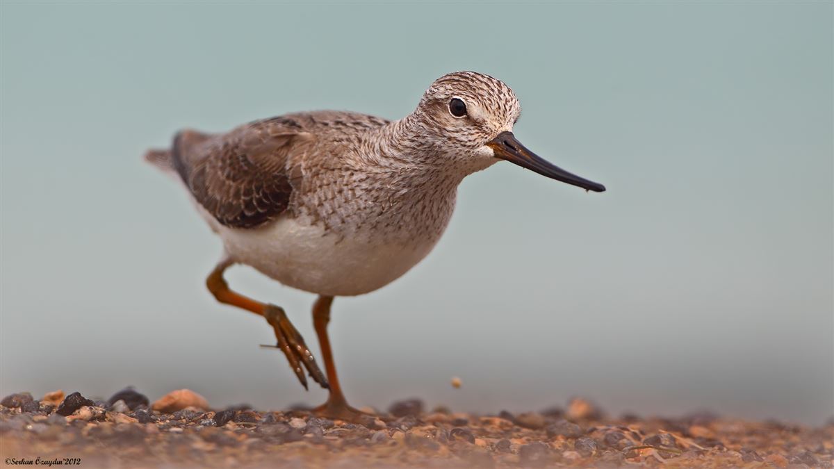 Terek Sandpiper