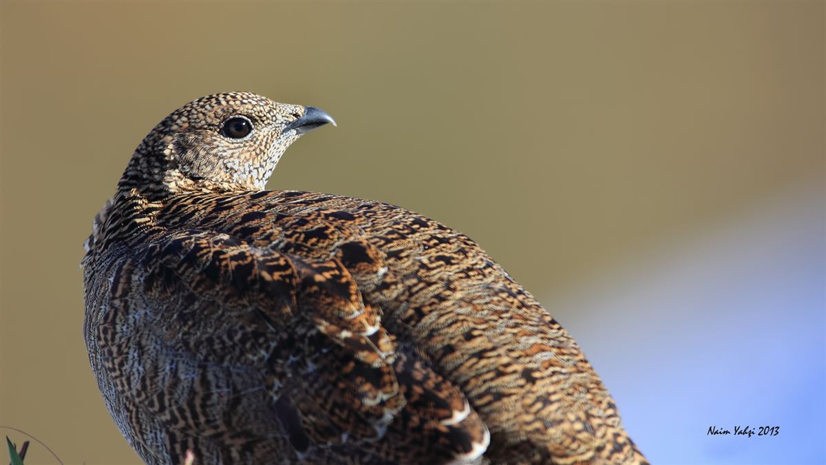 Caucasian Grouse