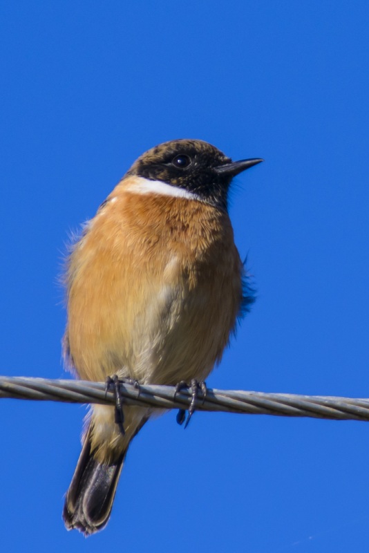 European Stonechat