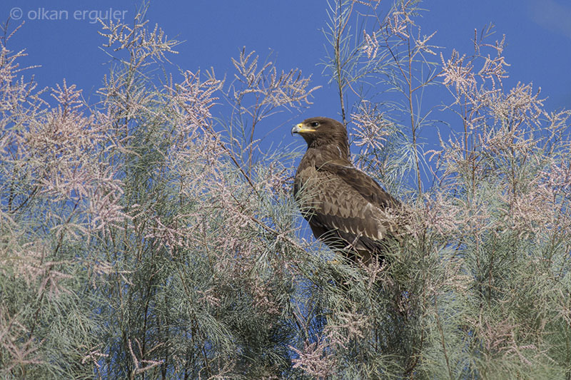 Lesser Spotted Eagle