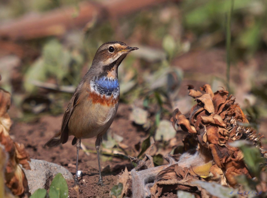 Bluethroat