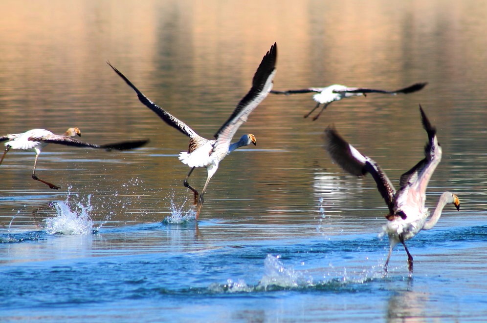 Greater Flamingo