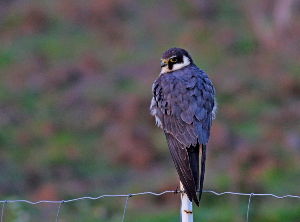 Eurasian Hobby