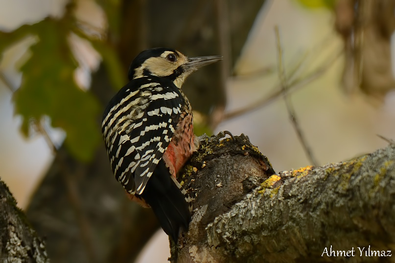 White-backed Woodpecker