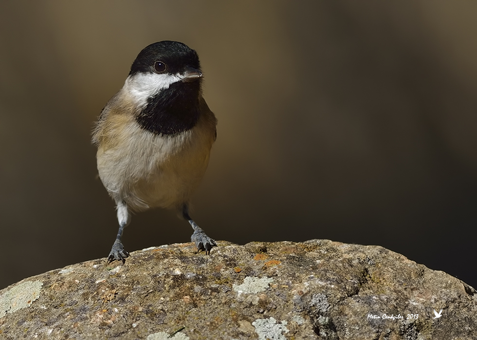 Sombre Tit