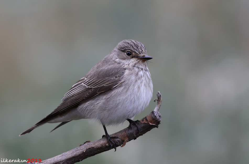 Spotted Flycatcher