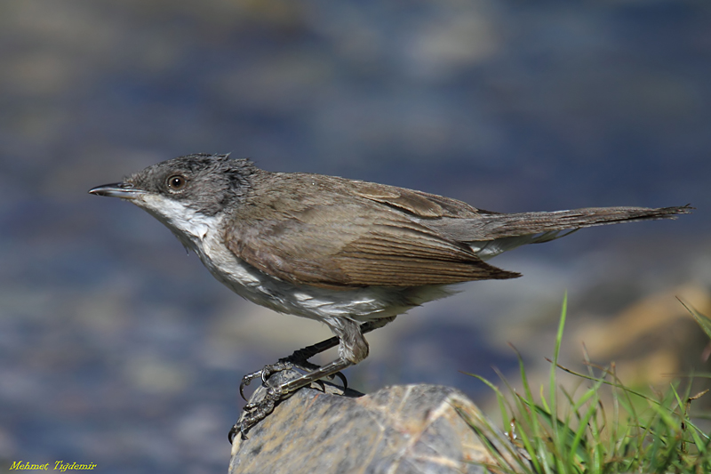 Eastern Orphean Warbler