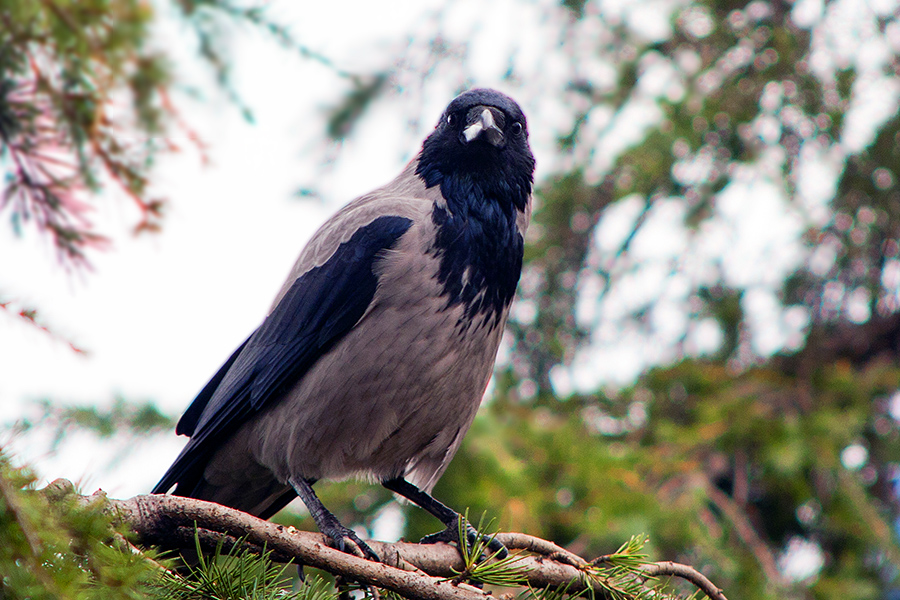 Hooded Crow