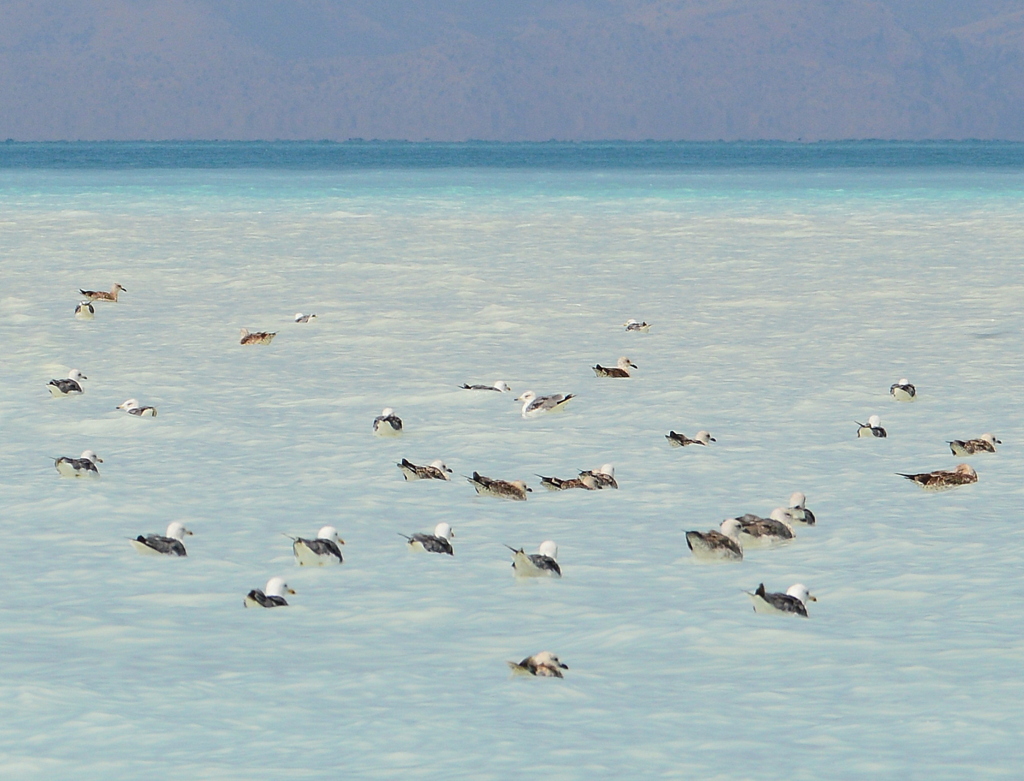 Armenian Gull