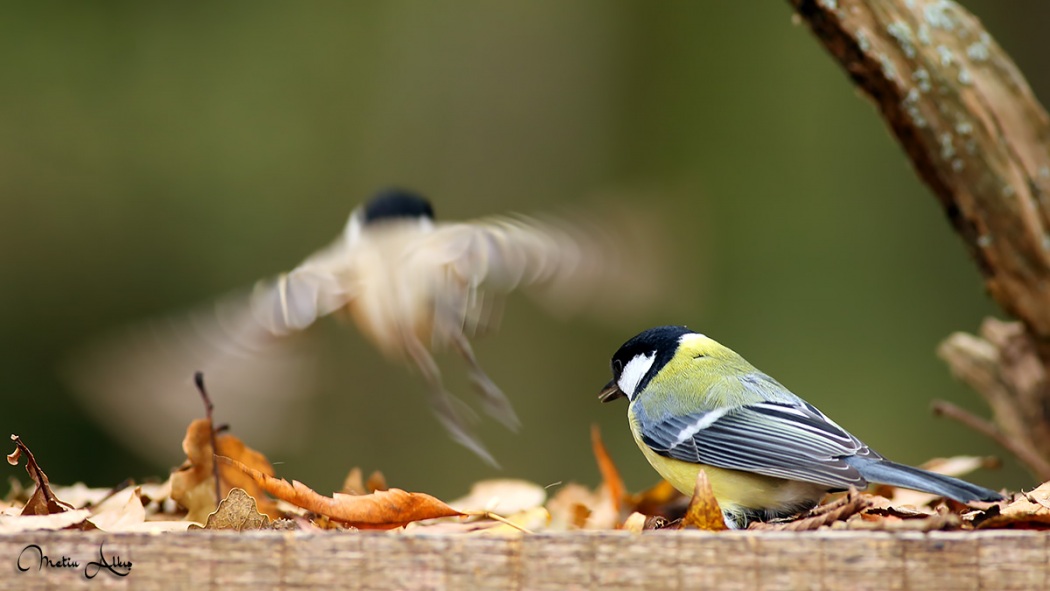 Great Tit