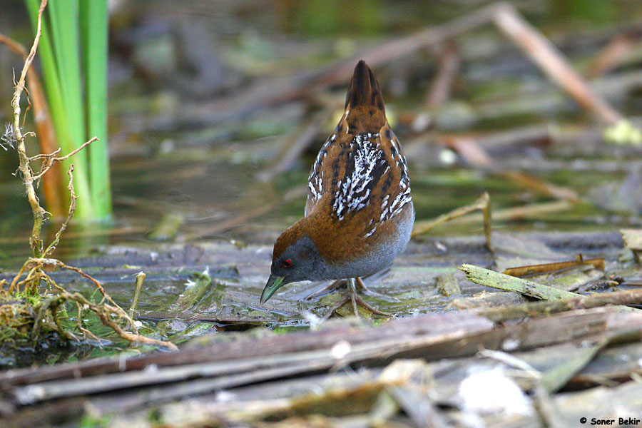 Baillon`s Crake