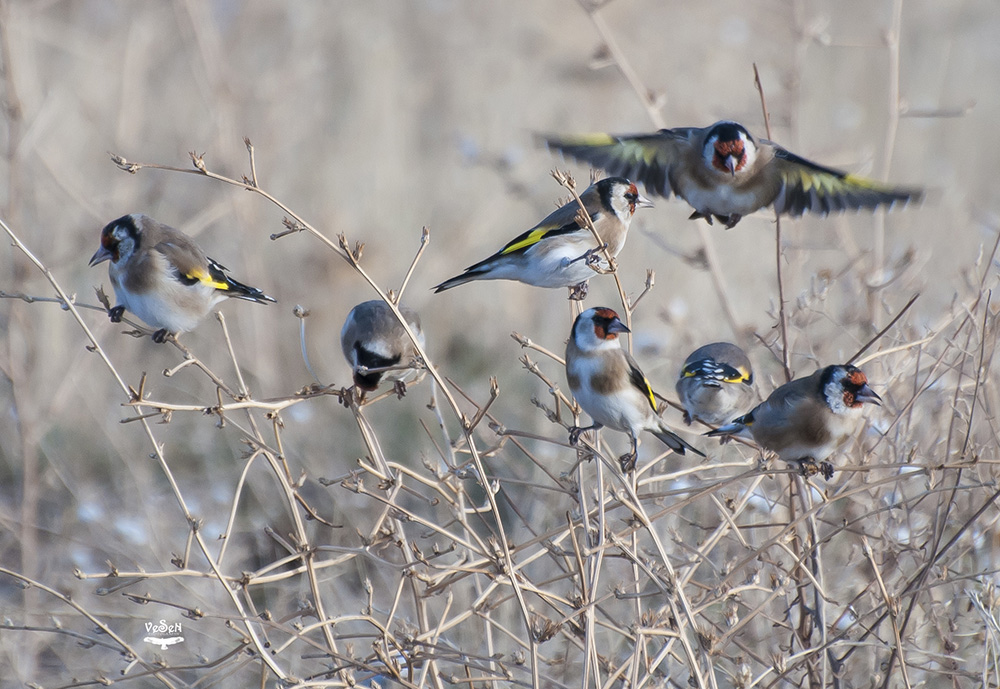 European Goldfinch