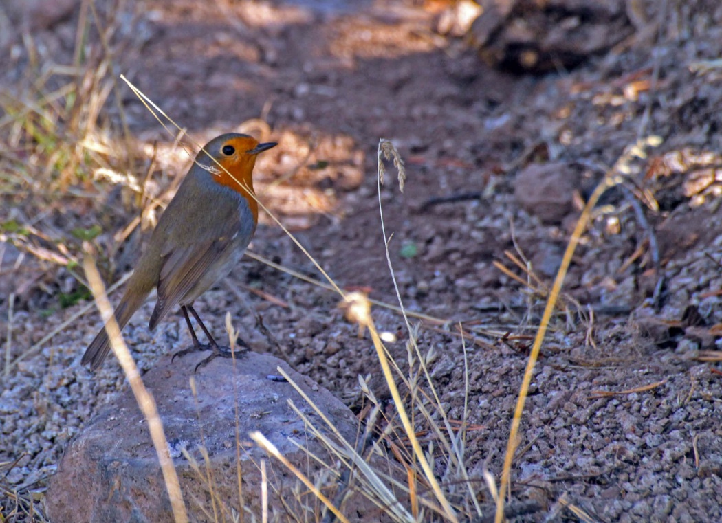 European Robin