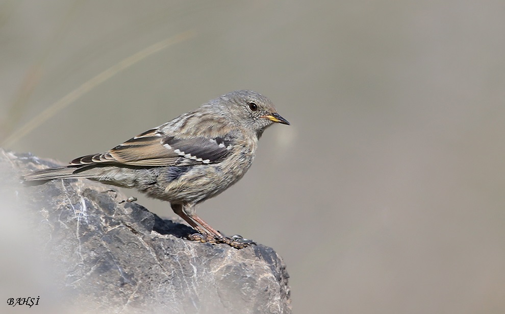 Alpine Accentor