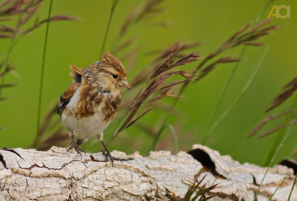Twite