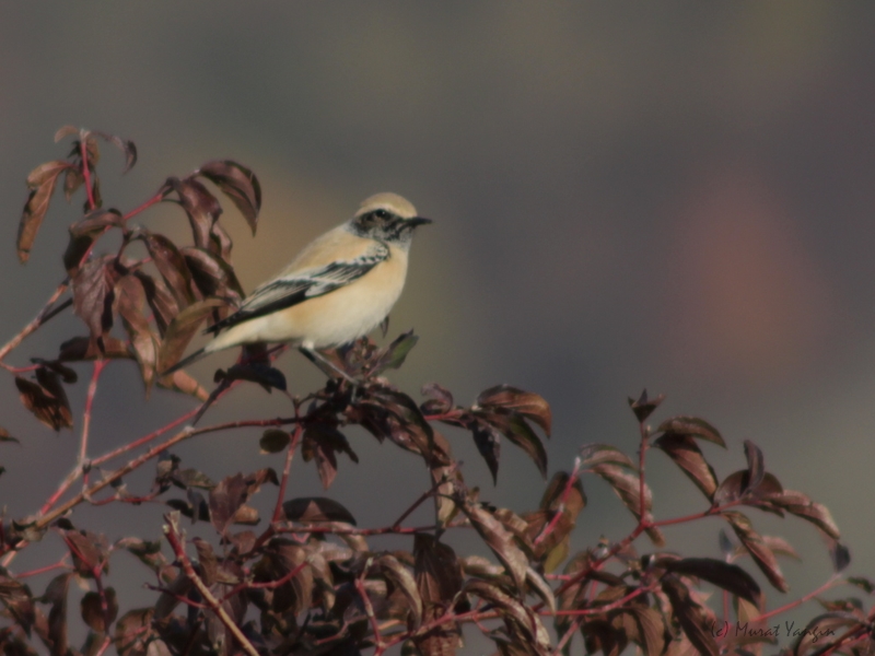 Desert Wheatear