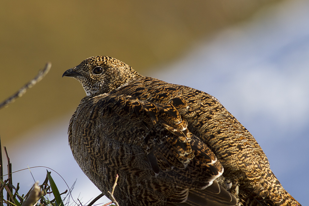 Caucasian Grouse
