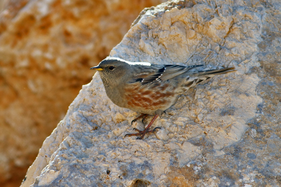 Alpine Accentor