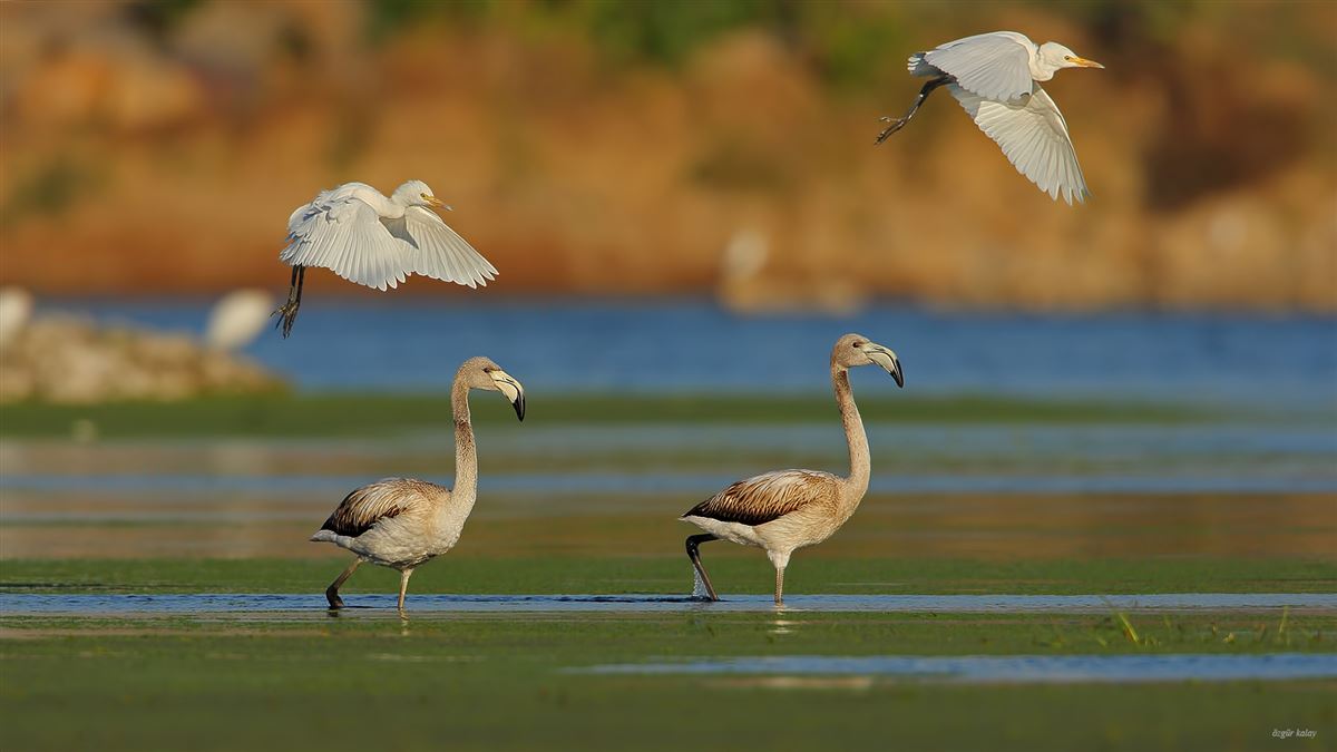 Flamingo