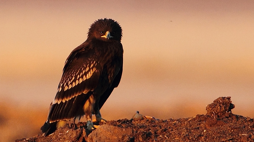 Greater Spotted Eagle