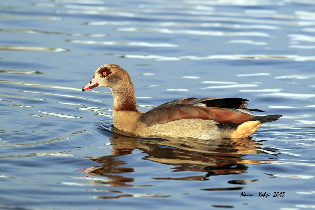 Egyptian Goose