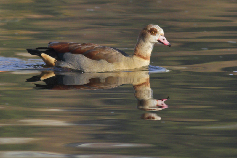 Egyptian Goose