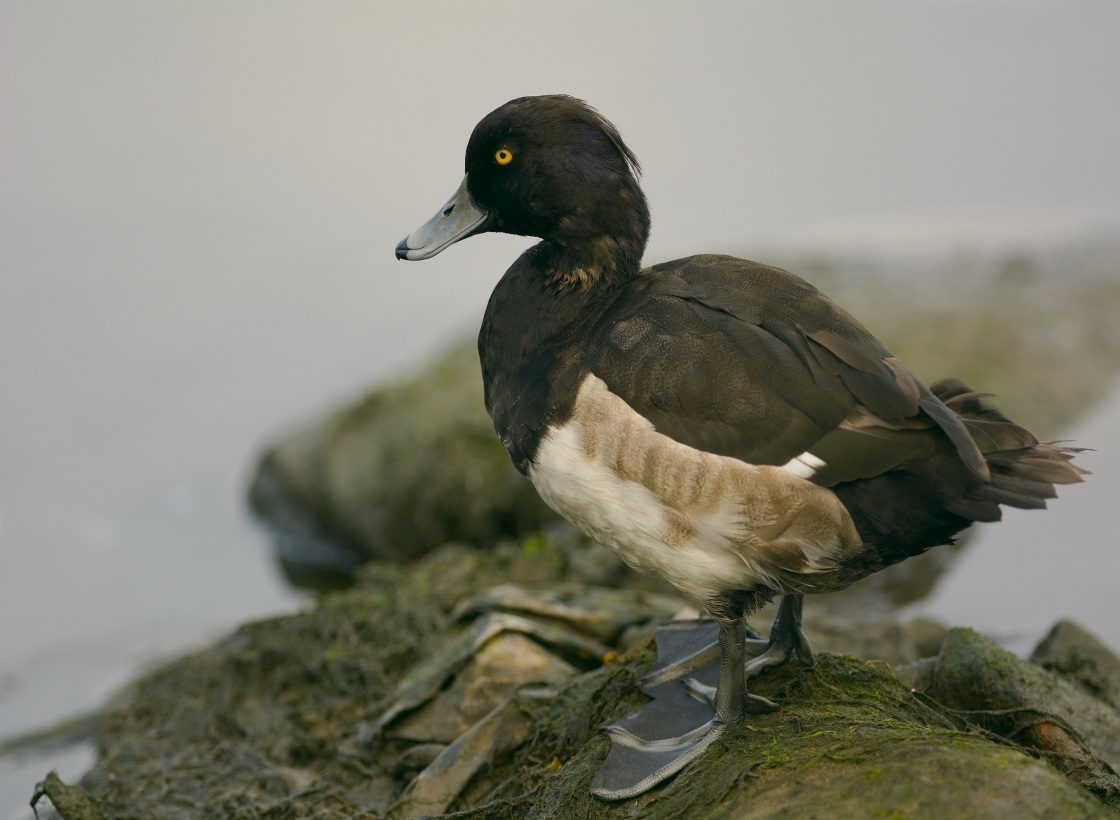 Tufted Duck