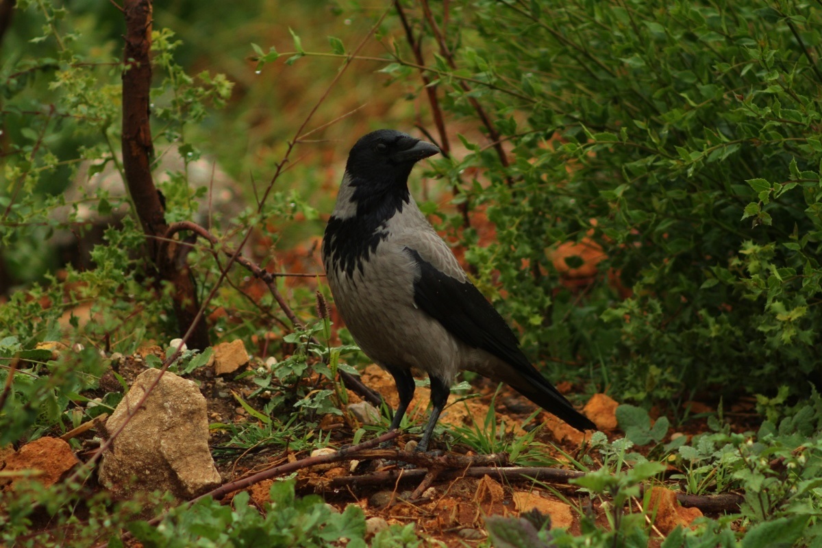 Hooded Crow
