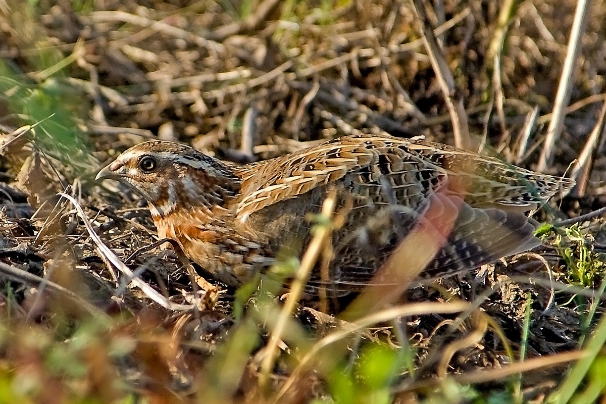 Common Quail
