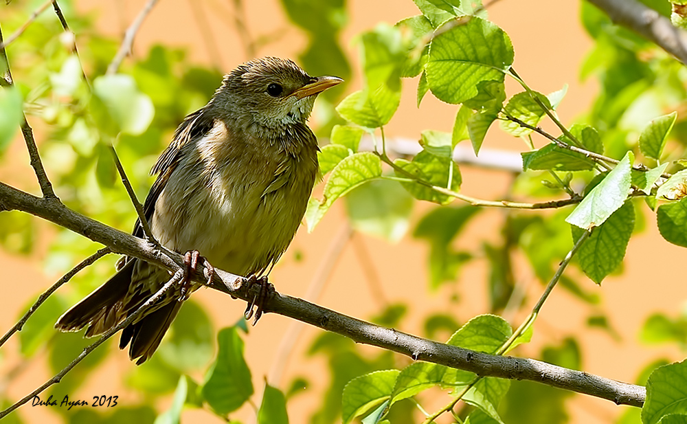 Rosy Starling