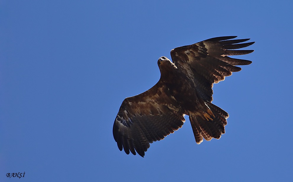 Lesser Spotted Eagle