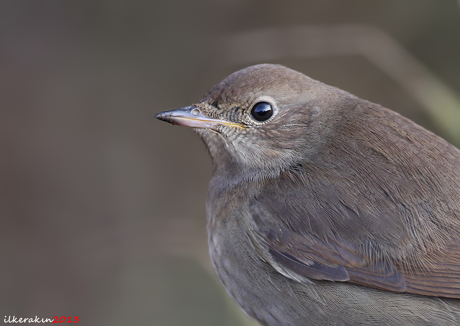 Thrush Nightingale