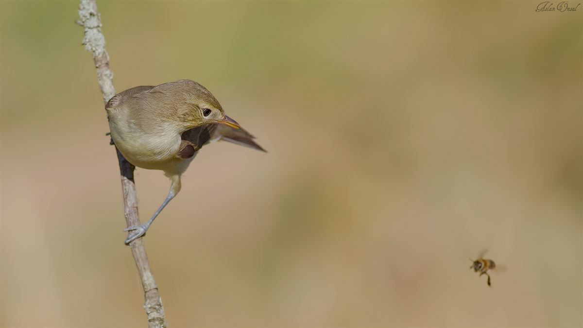 Icterine Warbler