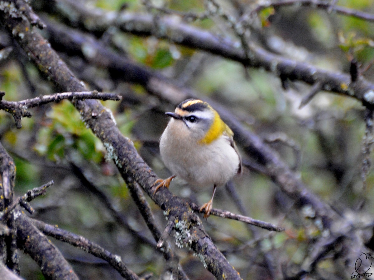 Common Firecrest