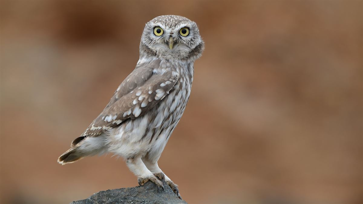 Little Owl