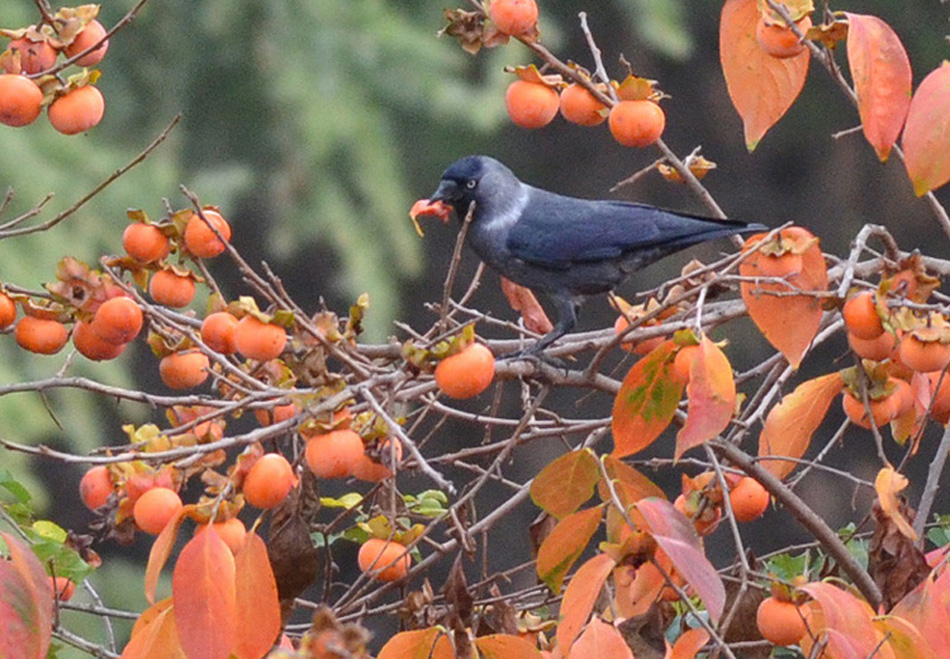 Küçük Karga