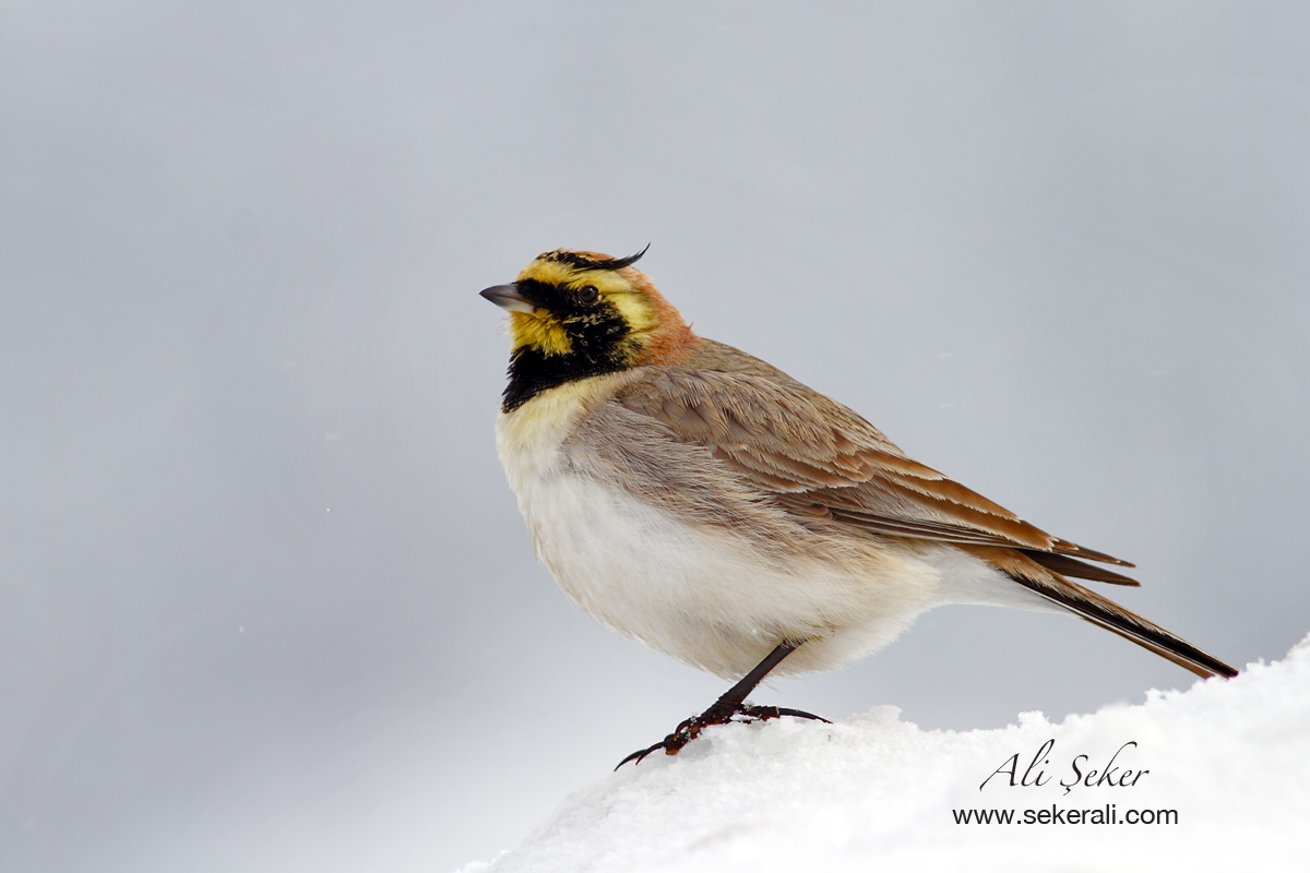 Horned Lark