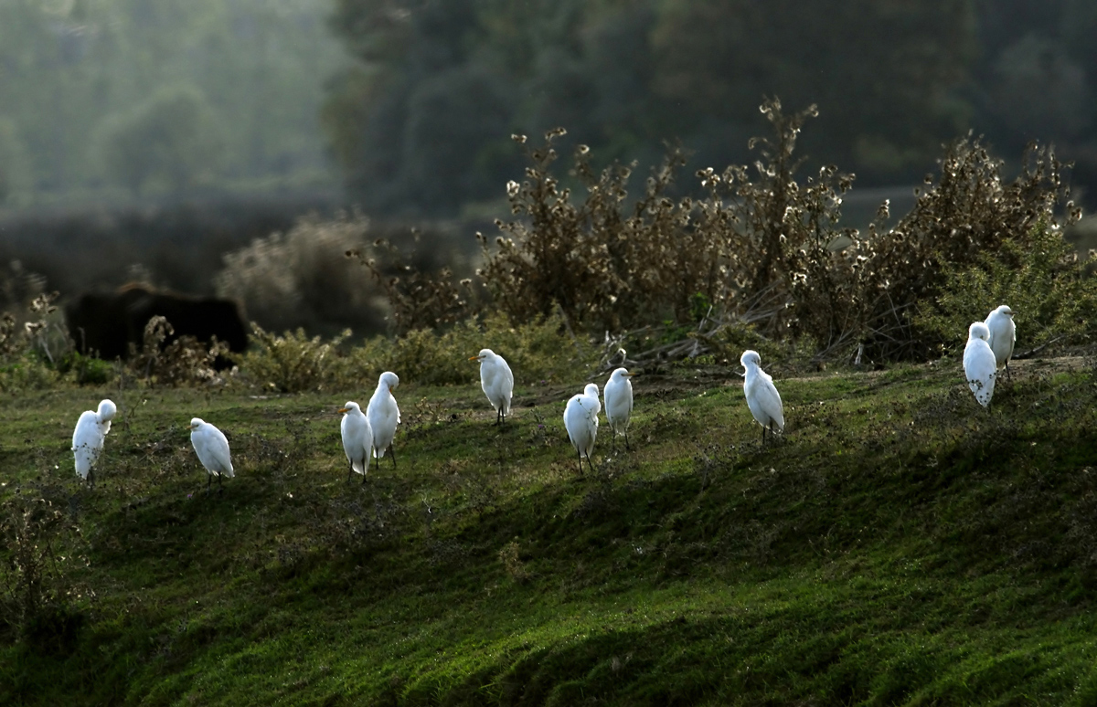 Western Cattle Egret