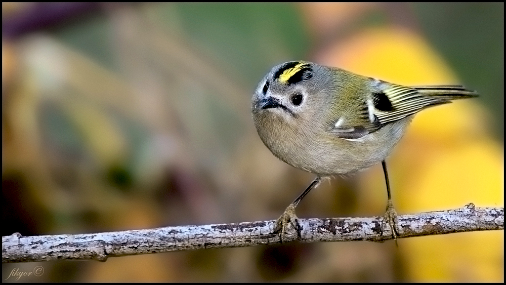 Goldcrest