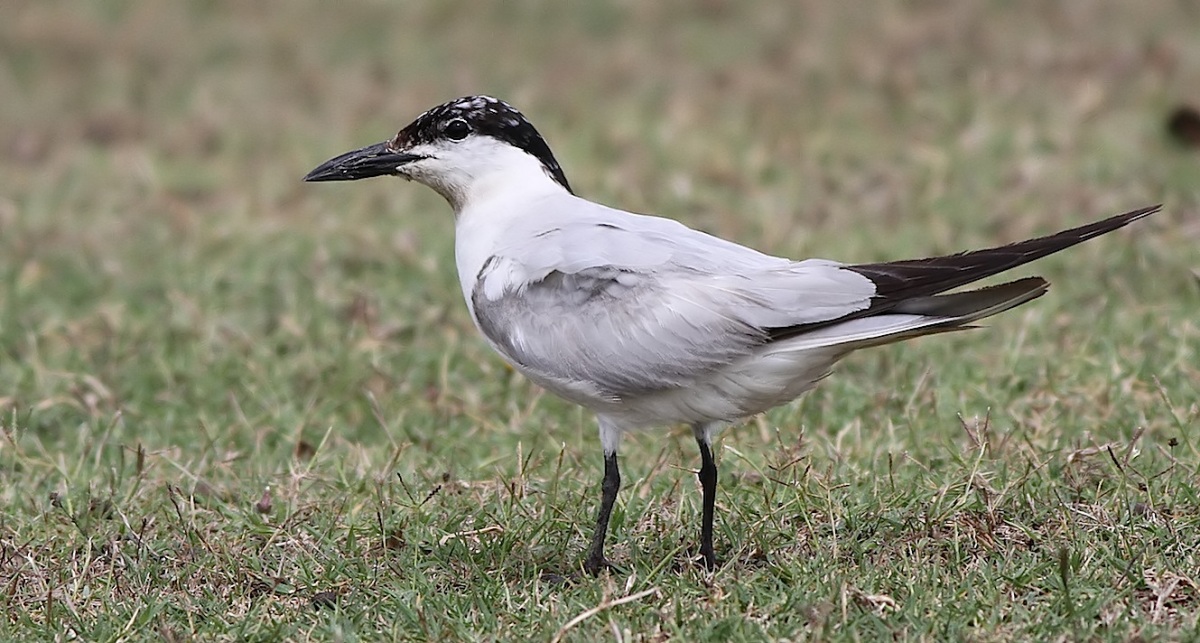 Gull-billed Tern